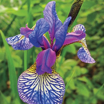 Iris Sibirica Shaker's Prayer