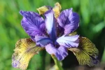 Iris Sibirica So van Gogh - imagine 3