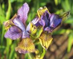 Iris Sibirica So van Gogh - imagine 2