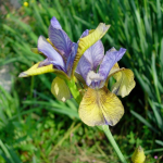 Iris Sibirica So van Gogh