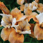 Iris Sibirica Sun Grooves - imagine 2