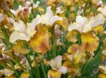 Iris Sibirica Sun Grooves - imagine 4
