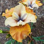 Iris Sibirica Sun Grooves
