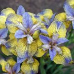 Iris Sibirica Tipped in Blue