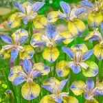 Iris Sibirica Tipped in Blue - imagine 3