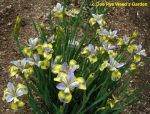 Iris Sibirica Tipped in Blue - imagine 4