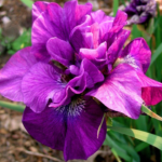 Iris Sibirica Tumble Bug