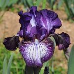 Iris Toe the Line