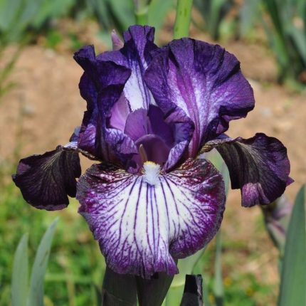 Iris Toe the Line