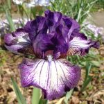 Iris Toe the Line