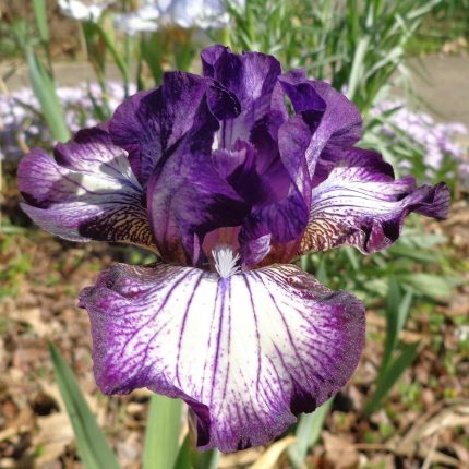 Iris Toe the Line