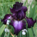 Iris Baltic Star