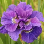 Iris Sibirica Concord Crush