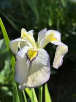 Iris Pseudata Cat's Eye(iris de balta) - imagine 4