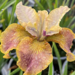 Iris Sibirica Sun Grooves - imagine 3