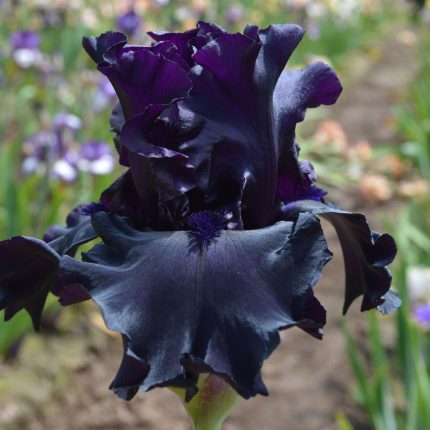 Iris Raven Girl