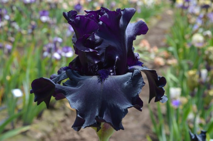 Iris Raven Girl