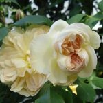 Trandafir Desprez à Fleur-livrarea din octombrie-noiembrie - imagine 3
