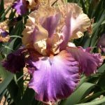 Iris My Old Friend