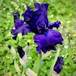 Iris Songe d'un Nuit d'ete