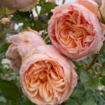 Trandafir Alexandrine®