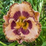 Hemerocallis Beachy Keen
