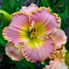 Hemerocallis Belle Cook