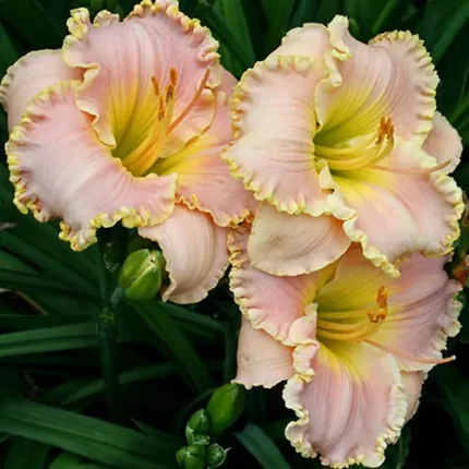 Hemerocallis Belle Cook