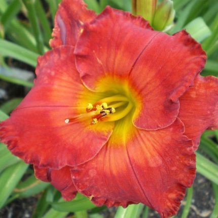 Hemerocallis Betty Ford