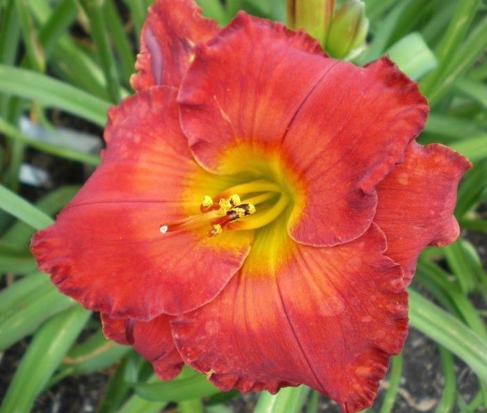 Hemerocallis Betty Ford