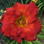 Hemerocallis Betty Ford