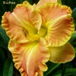 Hemerocallis Beyond Riches