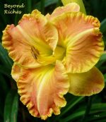 Hemerocallis Beyond Riches