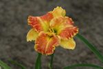 Hemerocallis Beyond Riches - imagine 2