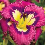 Hemerocallis Catcher in the Eye