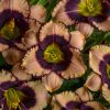 Hemerocallis Daring Deception
