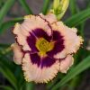 Hemerocallis Daring Deception