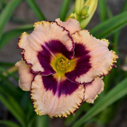 Hemerocallis Daring Deception