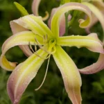 Hemerocallis Desert Icicle