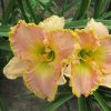 Hemerocallis Ed Brown