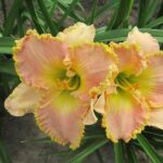 Hemerocallis Ed Brown