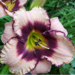 Hemerocallis Edge Ahead
