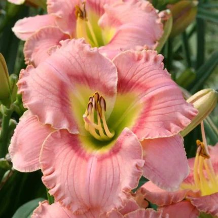 Hemerocallis Elegant Candy