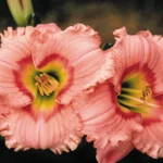 Hemerocallis Elegant Candy