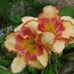 Hemerocallis Eskimo Kisses