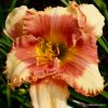 Hemerocallis Eskimo Kisses