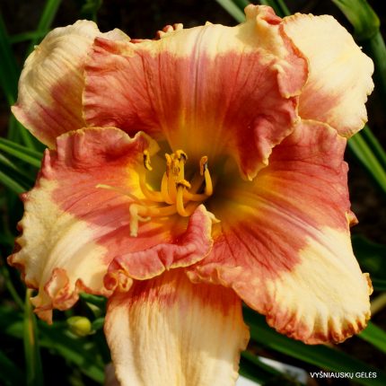 Hemerocallis Eskimo Kisses