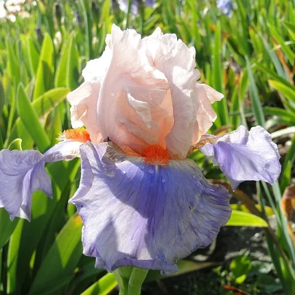 Iris FRENCH CAN CAN