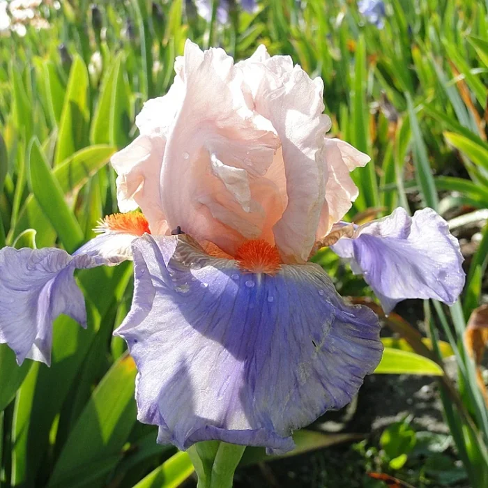 Iris FRENCH CAN CAN