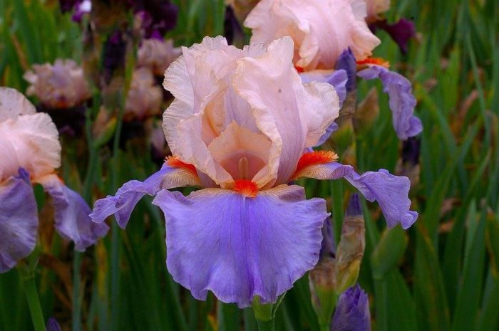 Iris FRENCH CAN CAN